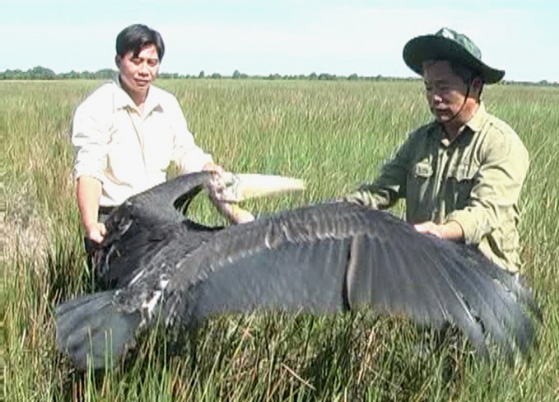 Thả chim “khủng” cao hơn 1m, nặng hơn 6kg về tự nhiên - 2 Hành động giao nộp chim quý hiếm của người dân rất cần được khen thưởng.