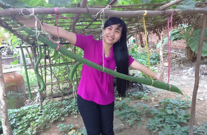 Đầu năm ngắm trái mướp “siêu dài” ở TP. Cần Thơ - 4 Nhiều bạn trẻ đến chụp hình cùng giàn mướp siêu dài của bà Chín.