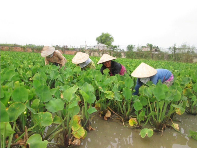 Thuê đất trồng kèo nèo… thu nhập 30 triệu đồng/tháng - 3 Cây kèo nèo trồng khoảng 1 tháng là có thể thu hoạch