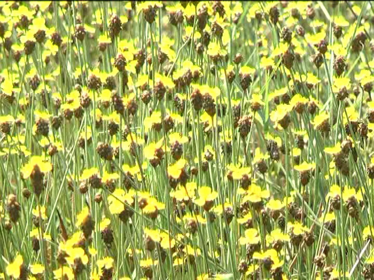 At this time, a corner of the National Park Melaleuca bird blooming yellow flowers