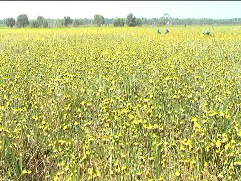 The presence of Hoang Dau An flower enriches the typical ecosystem of Ramsar Tram Chim