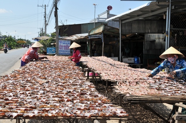 Sản vật "độc" miền Tây đắt hàng, tăng giá cận Tết - 6 Trung bình 4 kg cá lóc tươi cho ra 1 kg khô
