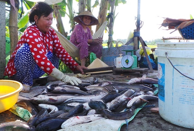 Sản vật "độc" miền Tây đắt hàng, tăng giá cận Tết - 5 Trung bình 4 kg cá lóc tươi cho ra 1 kg khô