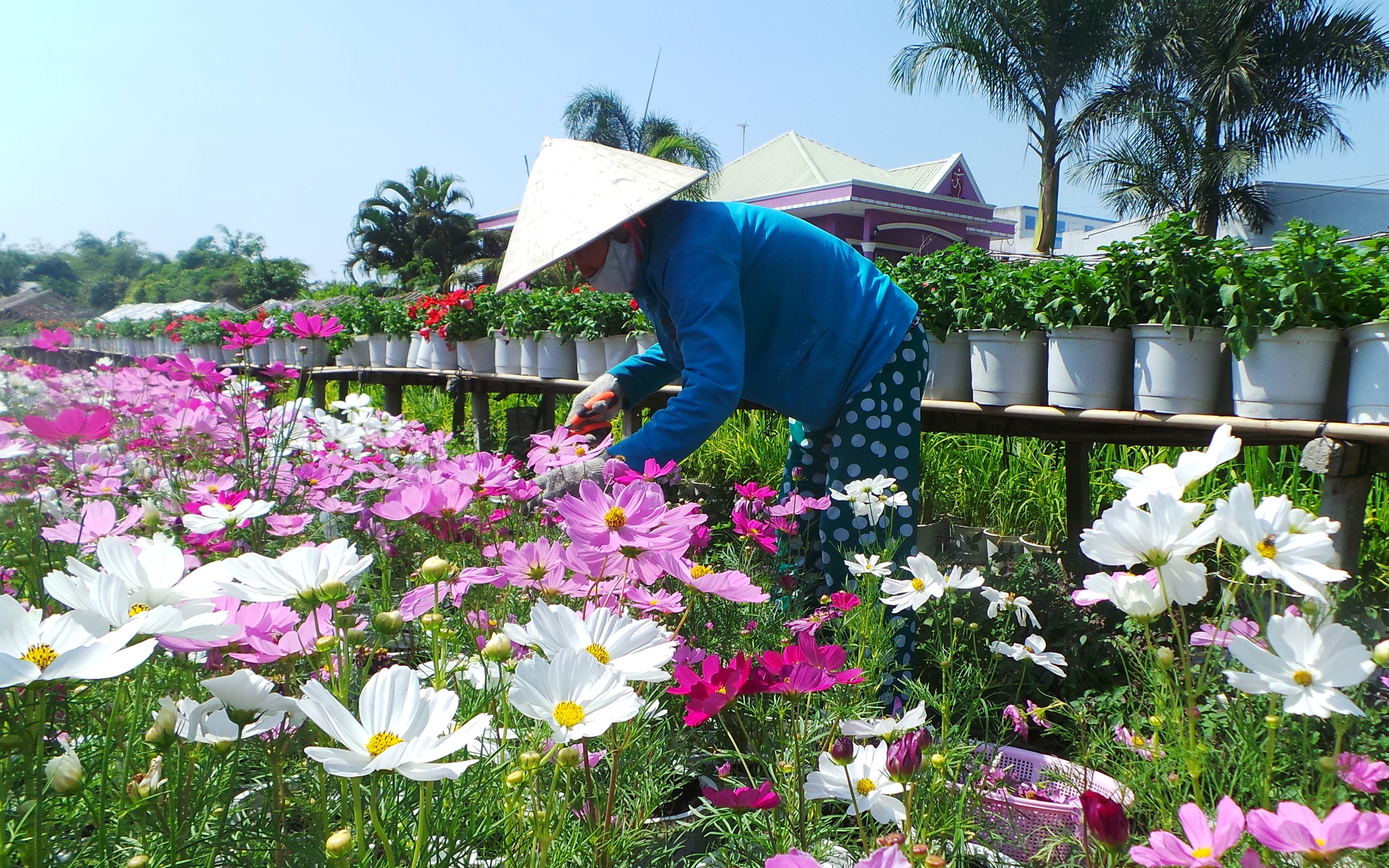 Dịp Tết Ất Mùi trên 500.000 lượt khách đến với Đất Sen hồng - 1 Dịp Tết Ất Mùi trên 500.000 lượt khách đến với Đất Sen hồng