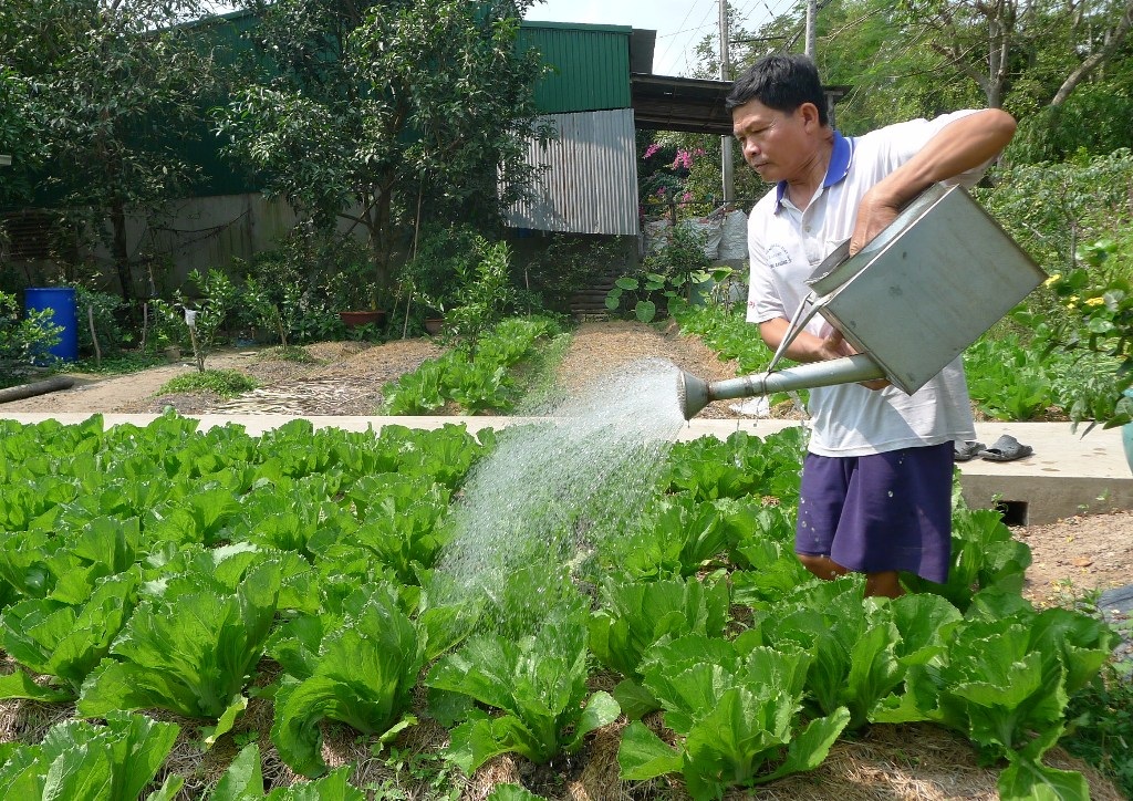 Ông Khoảnh chăm sóc vườn rau để làm dưa cải ăn trong mấy ngày tết.