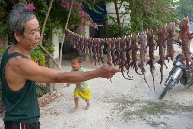 Sản vật "độc" miền Tây đắt hàng, tăng giá cận Tết - 14 Còn đây là những con tắc kè của ông Năm Nhàn - huyện Tịnh Biên (An Giang) chuẩn bị xẻ thịt làm khô