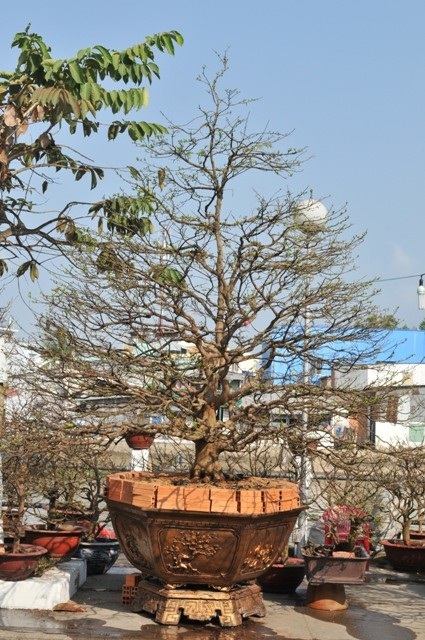 Liên tiếp xuất hiện những “lão mai” 100 tuổi - 3 Cây mai của ông Lợi có giá 250 triệu đồng.