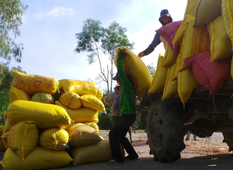 Nông dân đón Tết vui vì lúa tăng giá - 2 Năm nay bà con nông dân ăn tết vui vì giá lúa đang nhích lên từng ngày