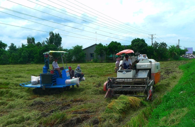Nông dân đón Tết vui vì lúa tăng giá - 1 Hiện nông dân ở ĐBSCL đang thu hoạch rộ vụ lúa đông xuân 2015