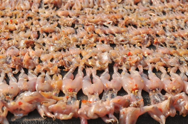 Sản vật "độc" miền Tây đắt hàng, tăng giá cận Tết - 10 Trung bình 4 kg cá lóc tươi cho ra 1 kg khô