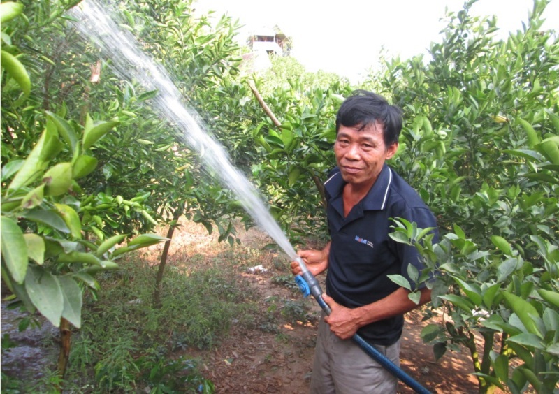 Lão nông “biến” vùng đất núi thành “vàng” - 2 Tháng 10/2014 vườn quýt đường của ông Danh bắt đầu cho trái.