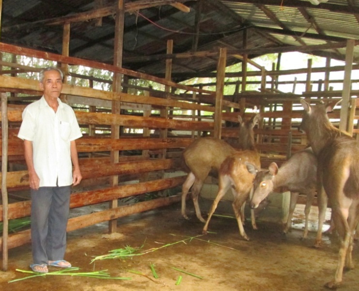 Hai nông dân miền Tây thu nhập hàng trăm triệu nhờ nuôi nai - 2 Giờ đây, mỗi năm từ việc thu hoạch nhung nai và bán nai giống ông Mẫn thu nhập trên 200 triệu đồng.