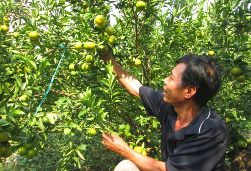 Lão nông “biến” vùng đất núi thành “vàng” - 3 Tháng 10/2014 vườn quýt đường của ông Danh bắt đầu cho trái.