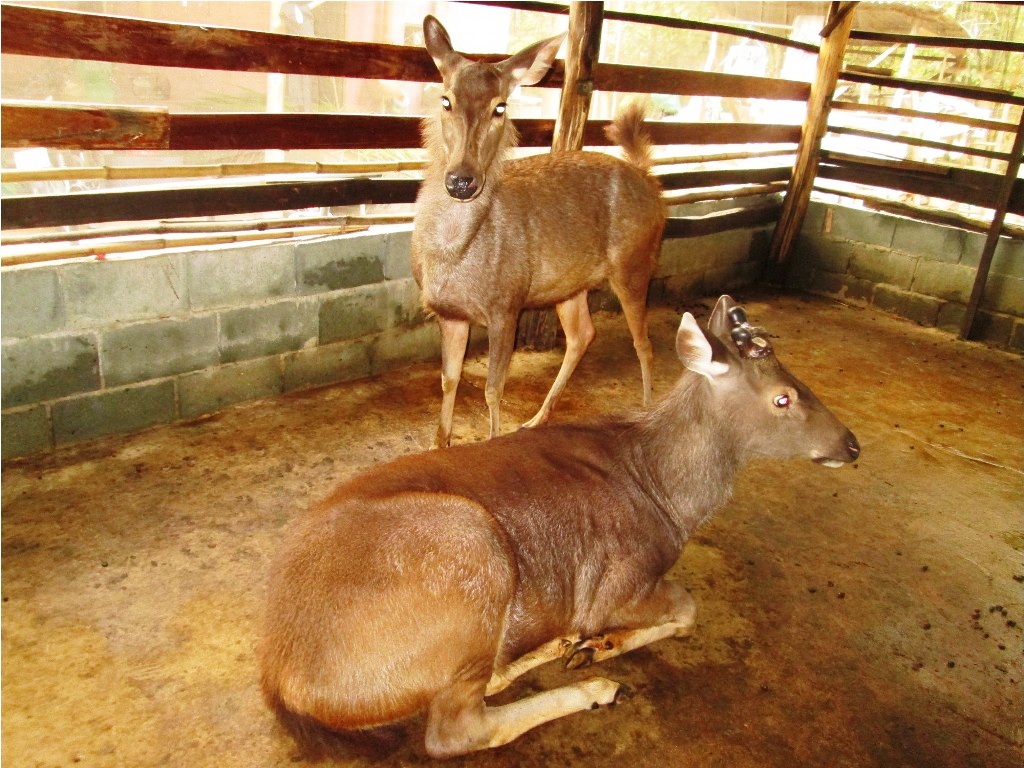 Hai nông dân miền Tây thu nhập hàng trăm triệu nhờ nuôi nai - 1 Từ hai con nai giống ban đầu, ông Mẫn phát triển thành đàn nai hơn chục con.
