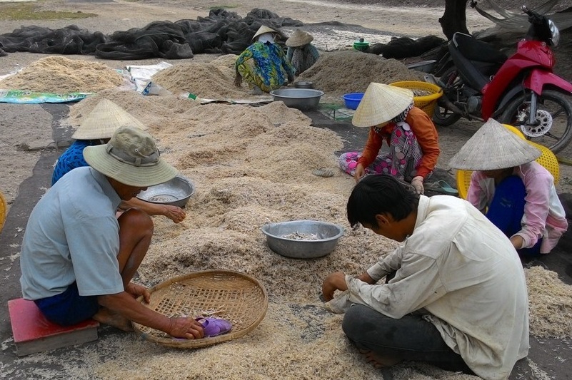 Dân bỏ túi 5 -10 triệu đồng/ngày nhờ khai thác con ruốc - 3 Ruốc được phơi khô