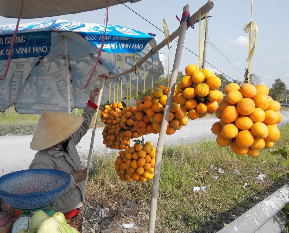 Trái thanh trà có màu vàng cam rất đẹp.