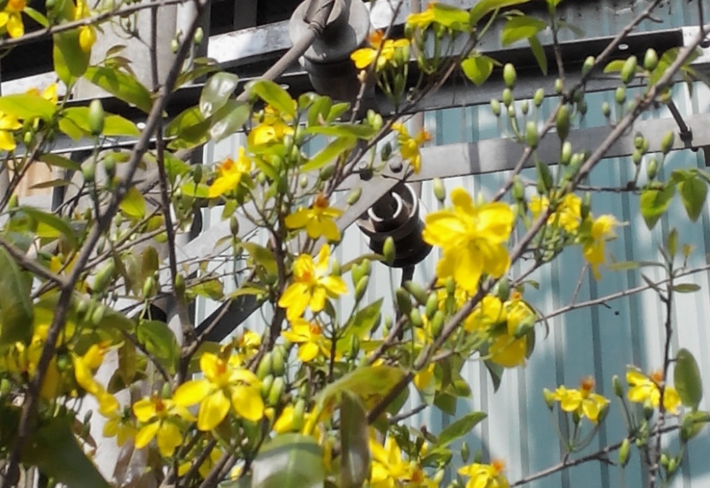 Những cây mai vàng của ông Ngô Văn Hai bây giờ mới ra hoa ăn tết