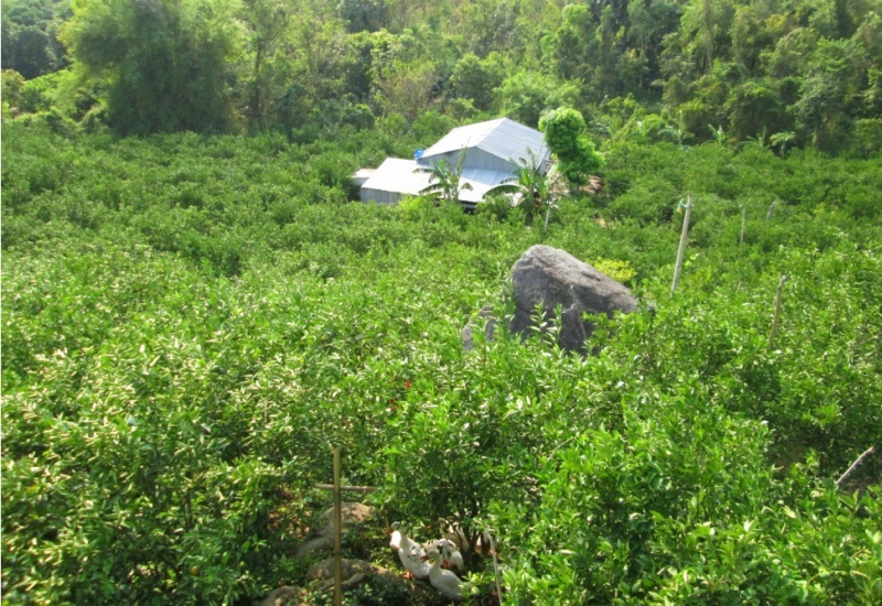 Lão nông “biến” vùng đất núi thành “vàng” - 1 Năm 2010 ông Danh quyết định mua 1,3 ha đất đồi để trồng quýt đường.