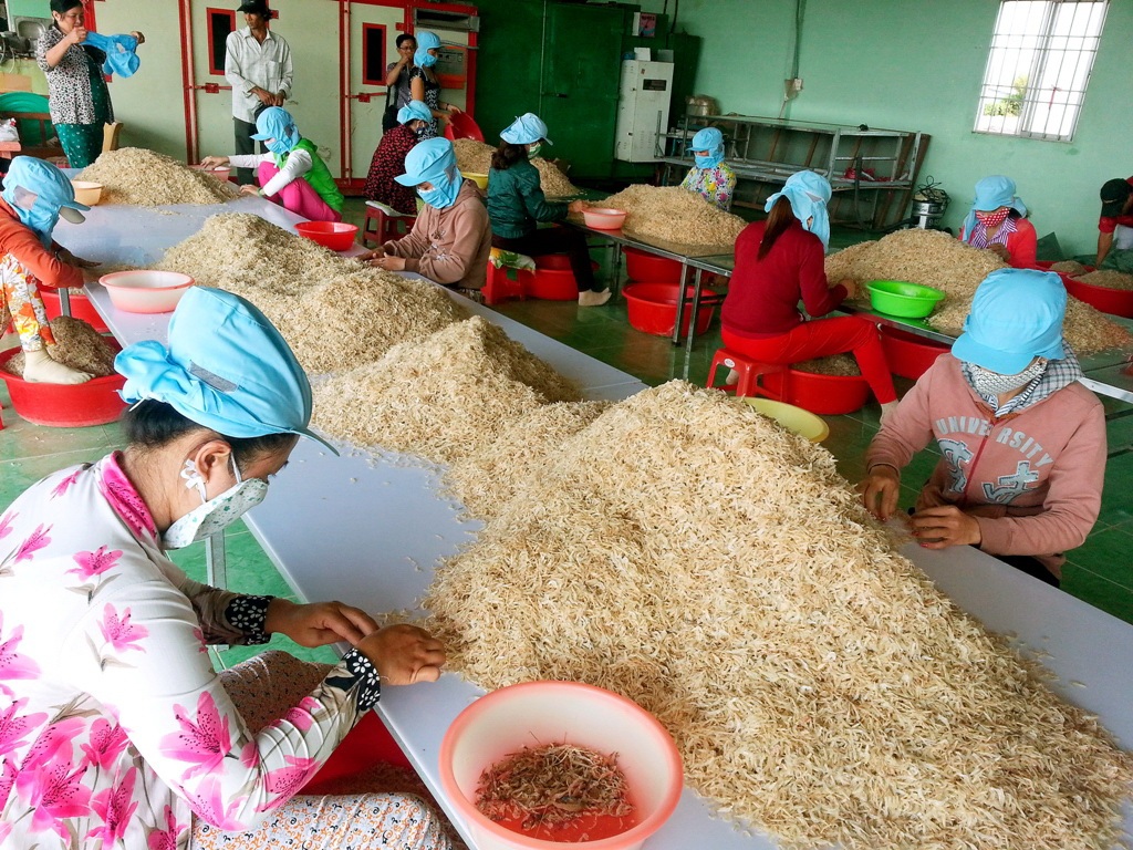 Dân bỏ túi 5 -10 triệu đồng/ngày nhờ khai thác con ruốc - 4 Con ruốc đã xuất khẩu nên giá ruốc đang có lợi cho ngư dân sống bằng nghề này