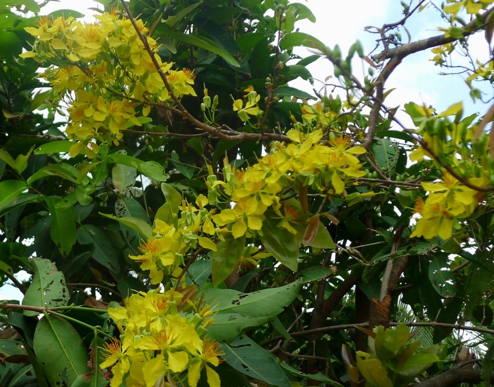 Nhìn mai vàng rực ngỡ như vẫn đang trong những ngày Tết.