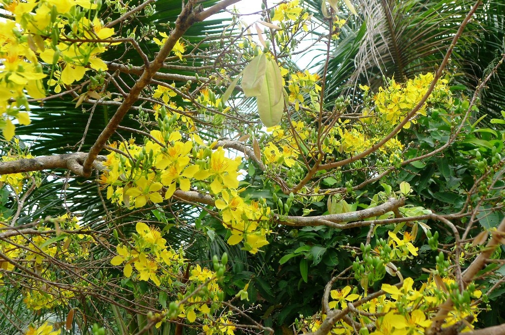 Nhìn mai vàng rực ngỡ như vẫn đang trong những ngày Tết.