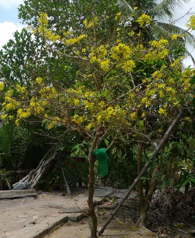 Nhìn mai vàng rực ngỡ như vẫn đang trong những ngày Tết.