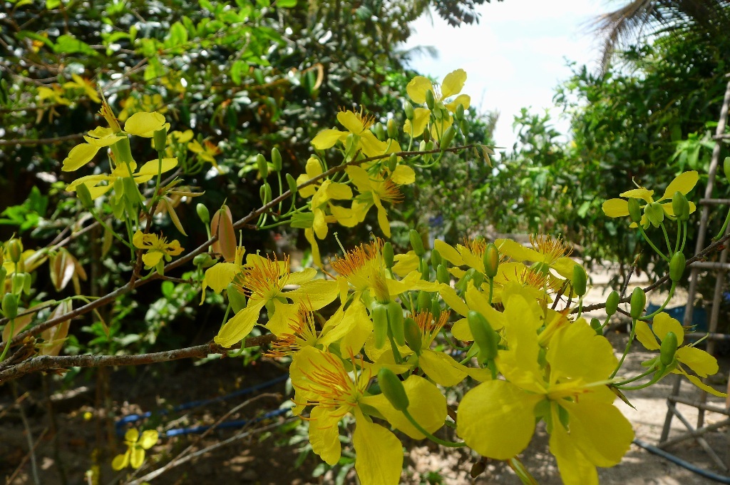 Nhìn mai vàng rực ngỡ như vẫn đang trong những ngày Tết.