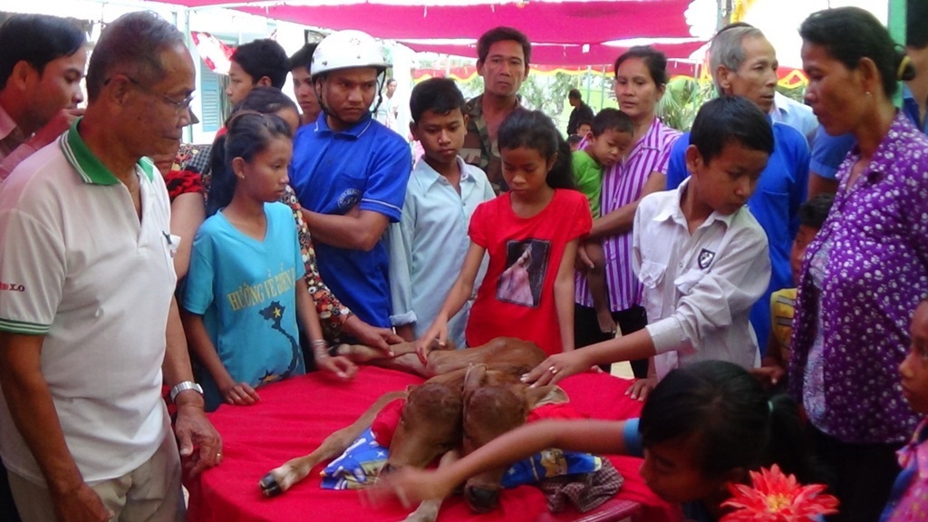Hàng trăm người kéo nhau đi xem bê hai đầu - 2 Từ khi con bê 2 đầu được sinh ra, nhà anh Chau Chanh lúc nào cũng đông nghịt người.