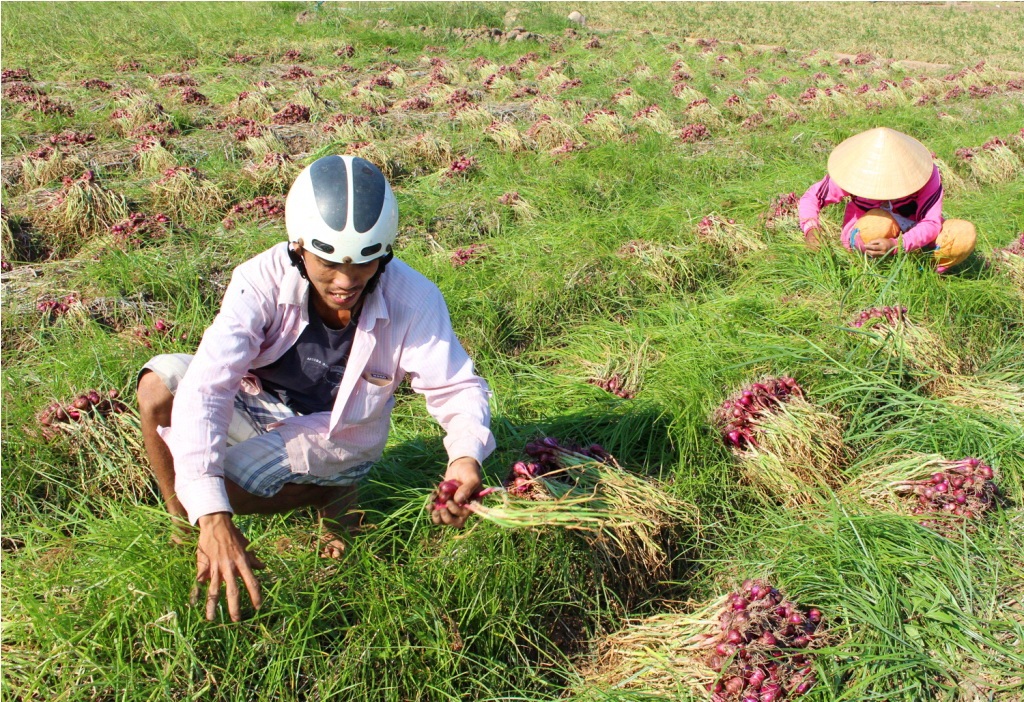 Cay mắt vì bán 1kg hành tím không mua được gói xôi