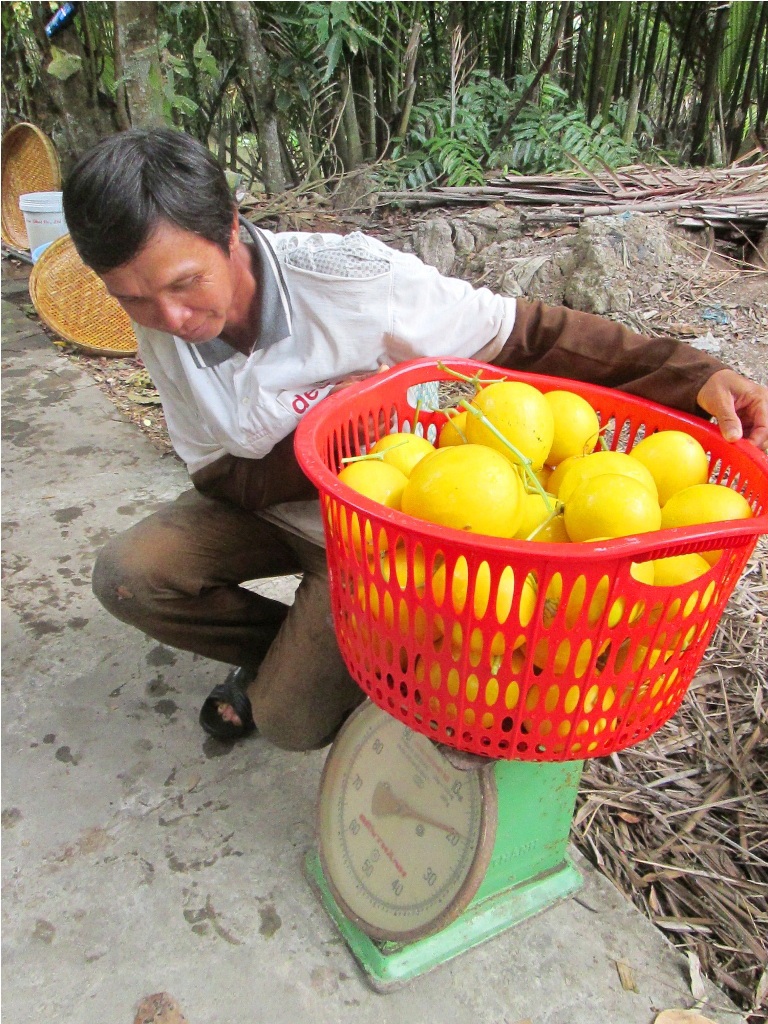 Sau khi thu hoạch dưa được rửa sạch bùn và phân loại theo kích cỡ…