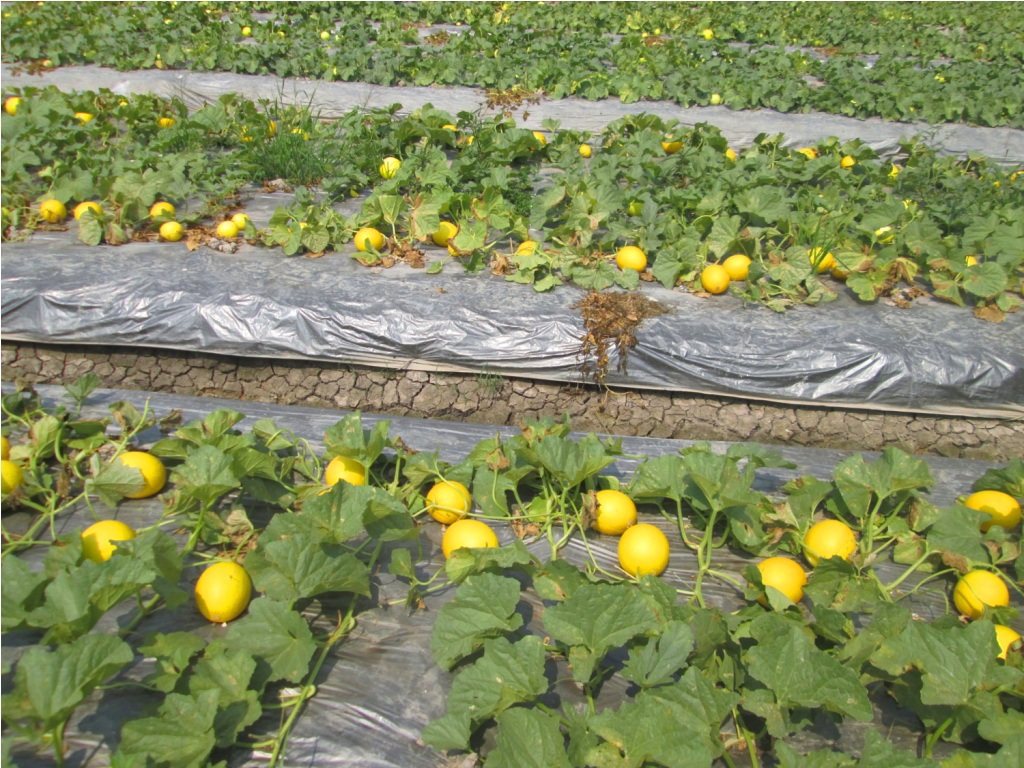 Sau khoảng 2 tháng trồng và chăm sóc dưa sẽ cho thu hoạch