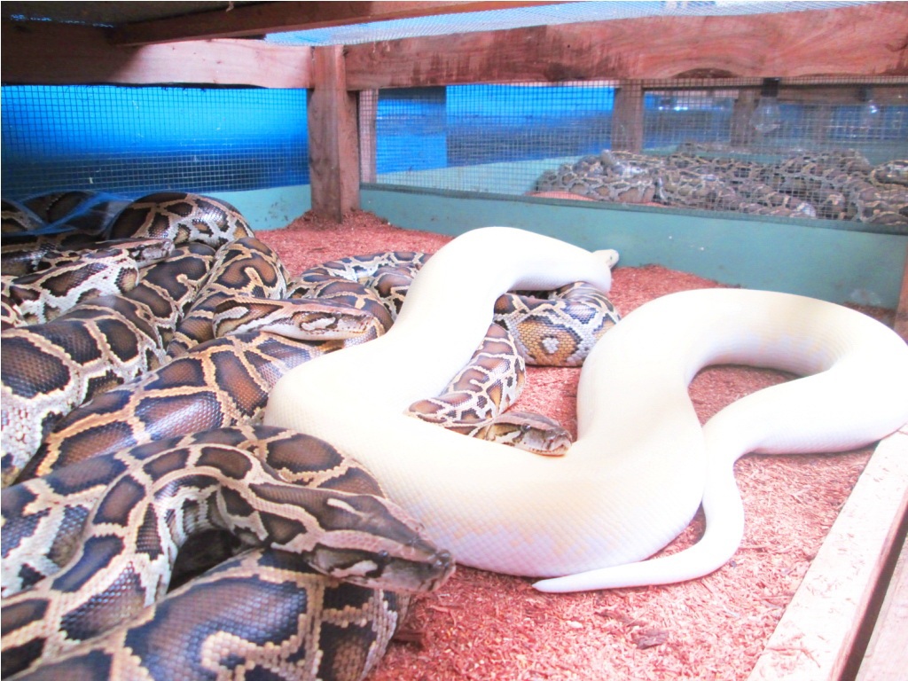 Trăn bạch tạng có giá từ 10 – 40 triệu đồng/con (tùy loại, kích cỡ).