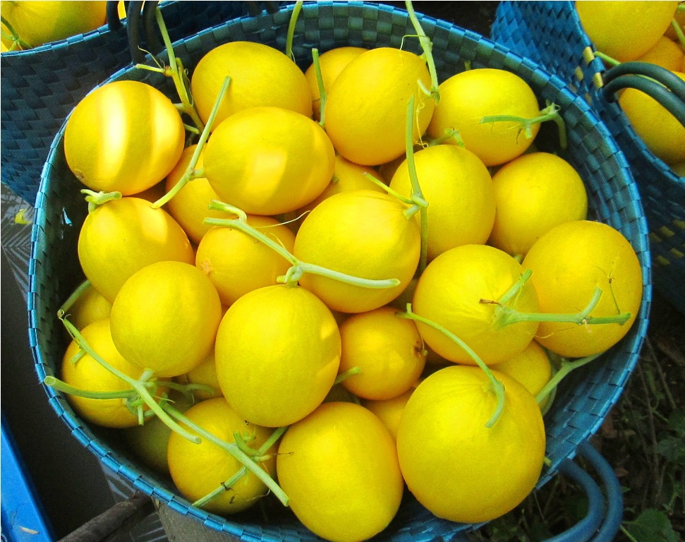 Nhu cầu thị trường chấp nhận khi Kim Cô Nương đạt trọng lượng từ 0,4  - 1,7 kg/trái