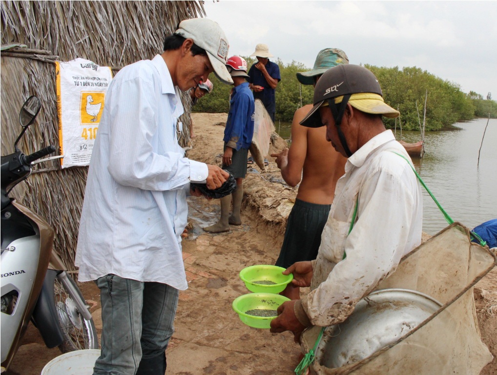 Độc lạ nghề cào trứng sò huyết ở xứ Công tử Bạc Liêu