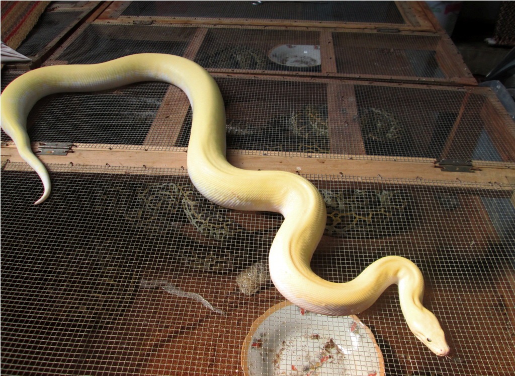 Trăn đột biến giá trị của nó nằm ở hoa văn, màu sắc, lạ mắt hơn so với trọng lượng cơ thể.