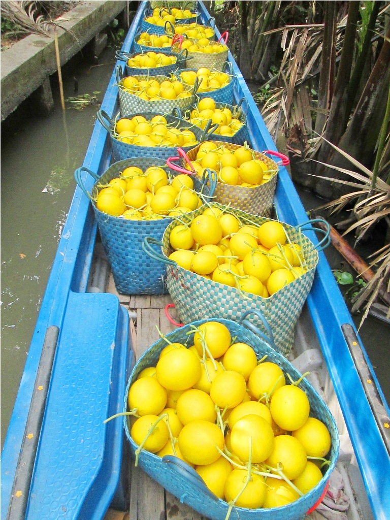 Dưa được vận chuyển về nhà sau khi thu hoạch