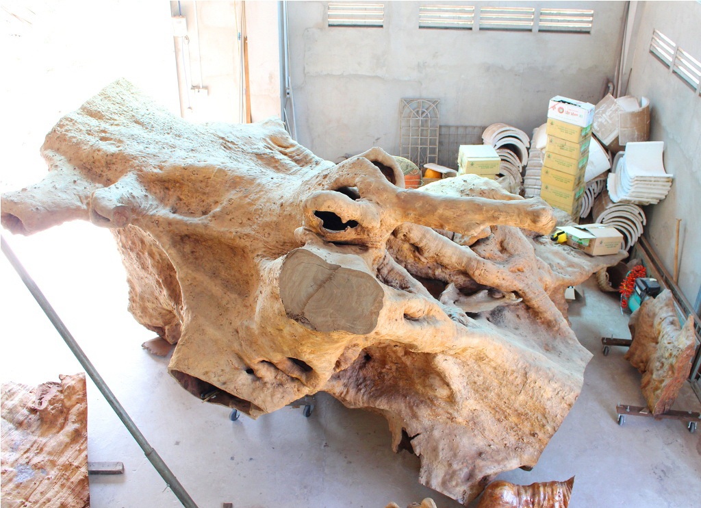 Thân cây bàng đá sẽ được tận dụng
vào việc chế tác đài hoa sen đặt trên bộ rễ