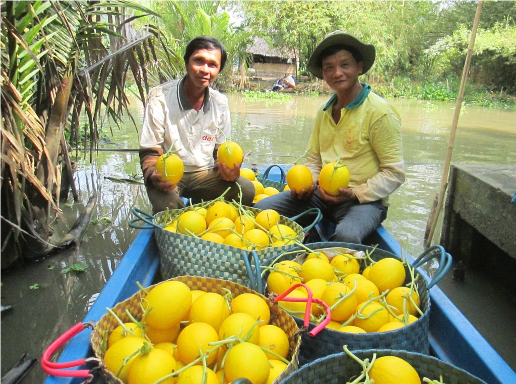 Dưa được vận chuyển về nhà sau khi thu hoạch