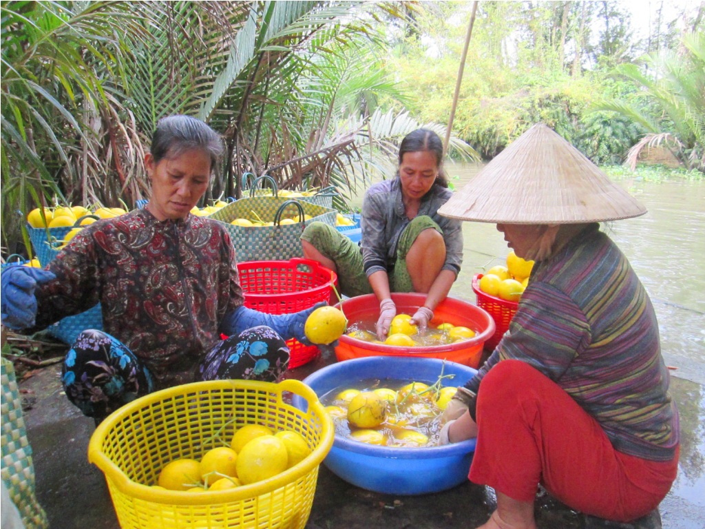 Sau khi thu hoạch dưa được rửa sạch bùn và phân loại theo kích cỡ…