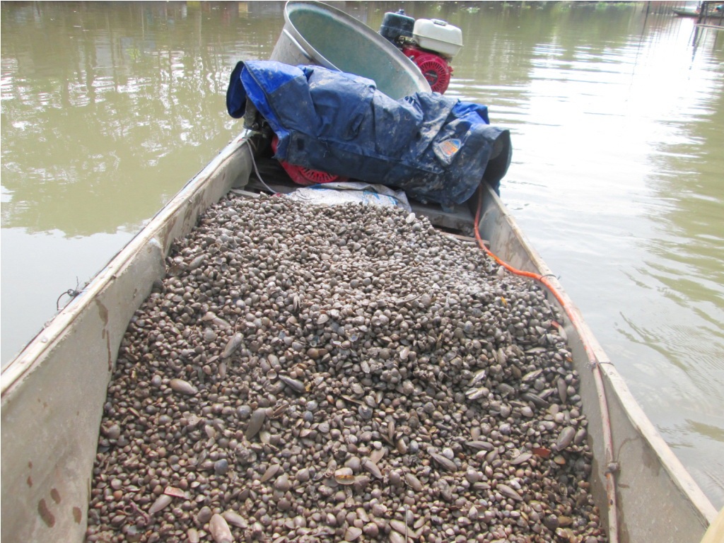 Với những người dùng máy cào thì mỗi ngày từ 60 -70kg