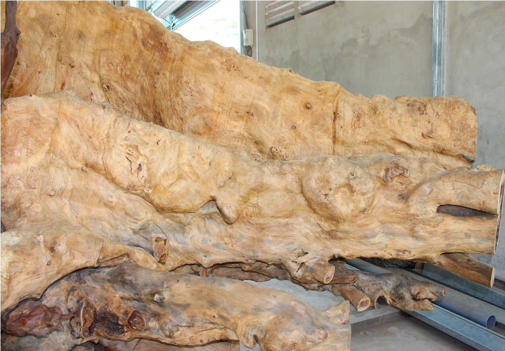 Một phần rễ được xẻ ra nhưng vẫn có
kích thước rất lớn