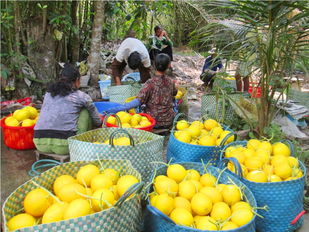 Sau khi thu hoạch dưa được rửa sạch bùn và phân loại theo kích cỡ…