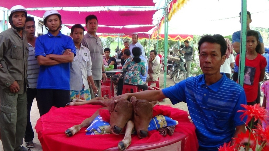 Hàng trăm người kéo nhau đi xem bê hai đầu - 1 Anh Chau Chanh bên con bê 2 đầu của mình