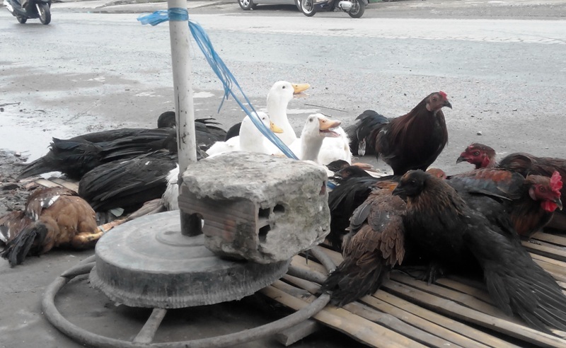 Giá các loại huệ trắng, đỏ gần như tăng giá gấp 2 lần so với ngày thường