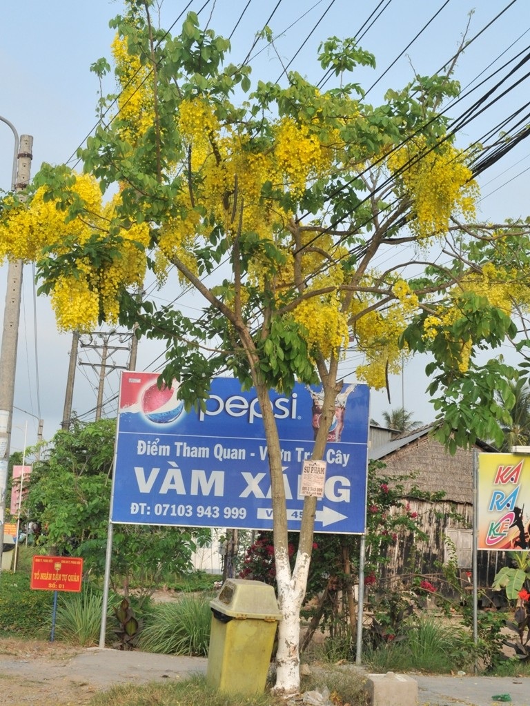 Vàng rực sắc hoa Hoàng Hậu khiến du khách "ngẩn ngơ" - 2 Hai bên tuyến lộ Vòng Cung vàng rực sắc vàng hoa Hoàng Hậu