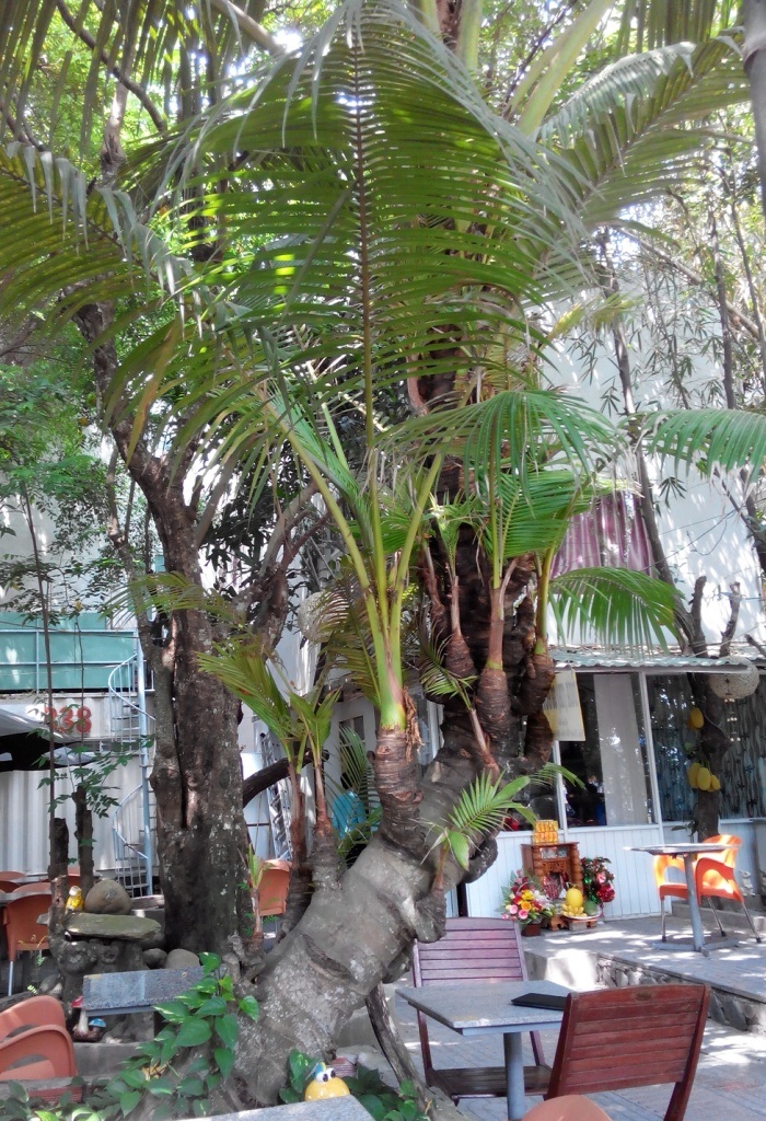 Cây dừa ta 38 đọt tại quán cà phê Khu dân cư Hồng Phát