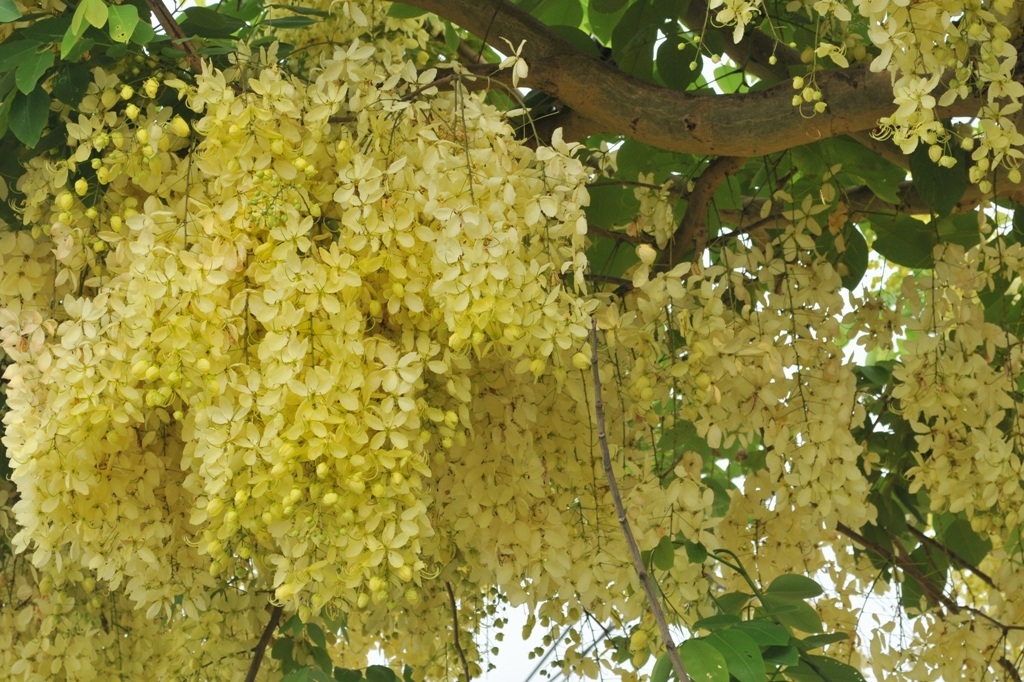 Vàng rực sắc hoa Hoàng Hậu khiến du khách "ngẩn ngơ" - 10 Hoa Hoàng Hậu nở rộ vào tháng 4 và kéo dài rất lâu, hoa mới tàn