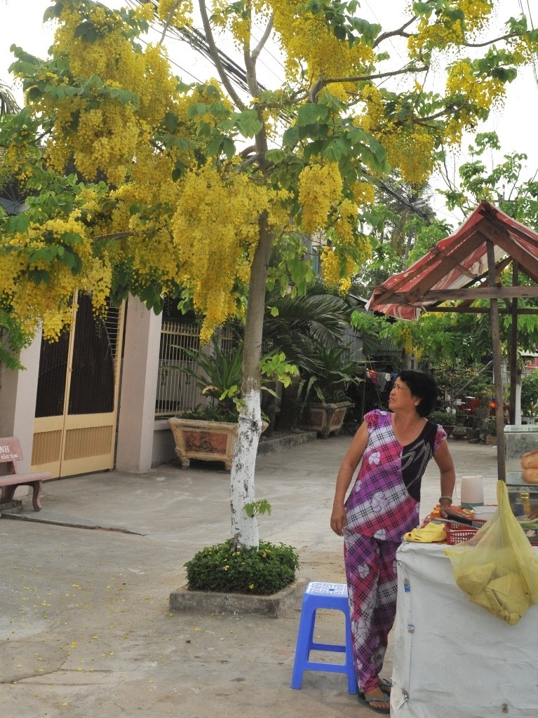 Vàng rực sắc hoa Hoàng Hậu khiến du khách "ngẩn ngơ" - 11 Hoa Hoàng Hậu nở rộ vào tháng 4 và kéo dài rất lâu, hoa mới tàn