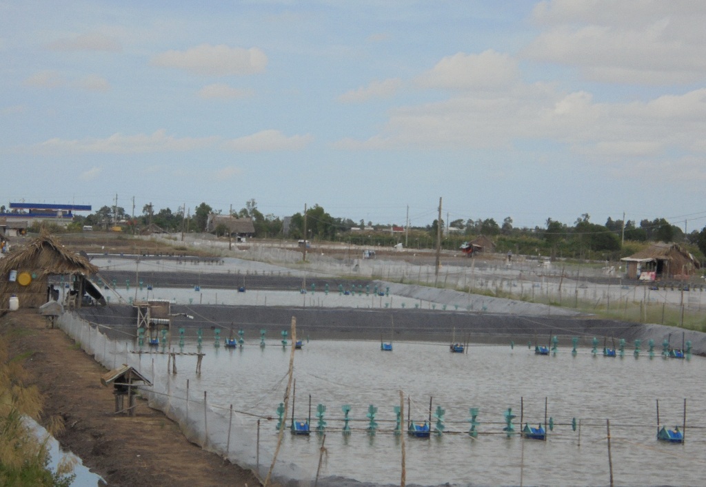 Do thiếu nguồn nước sạch, dẫn đến tôm bệnh nên người dân gặp cảnh thu lỗ