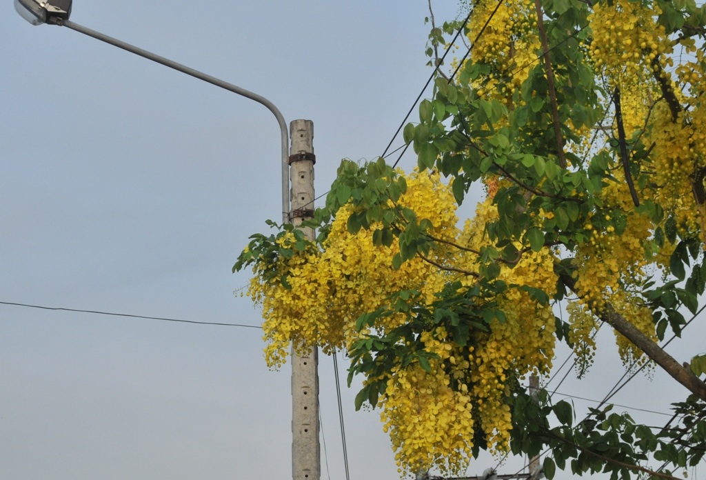 Vàng rực sắc hoa Hoàng Hậu khiến du khách "ngẩn ngơ" - 4 Hoa Hoàng Hậu vàng rực một góc trời